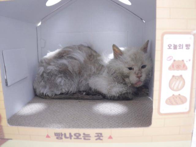 구조 후 쉬는 중인 퐁이예요.