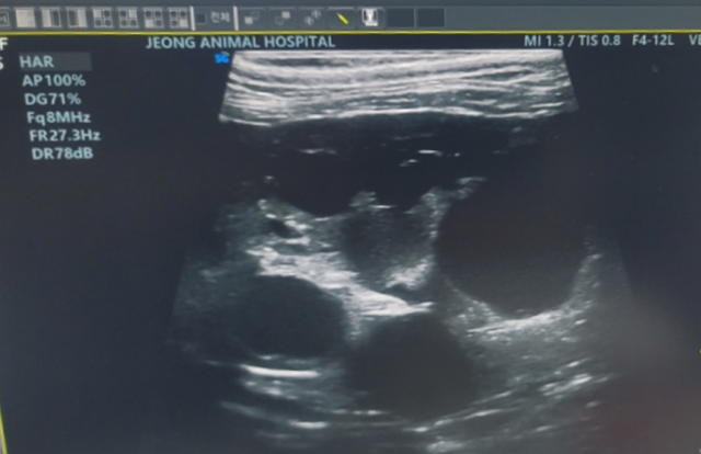 2022년 도도의 초음파 사진. 구멍(시스트)이 너무 커서 충격을 받았습니다.
