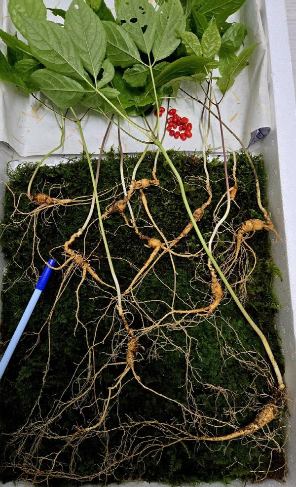 지리산에서 발견된 천종산삼. 한국전통심마니협회 제공.