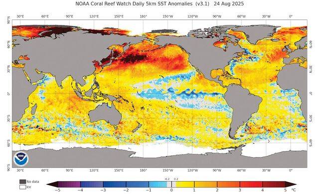 1991~2020년 평균 대비 2025년 8월 24일 세계 해수면 온도 이상치. 미 국립해양대기청(NOAA) 홈페이지