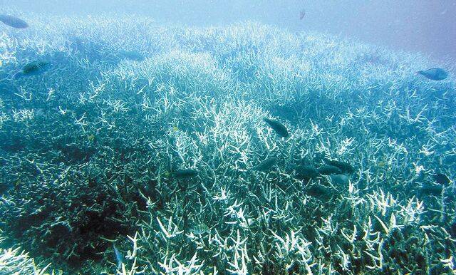 해양열파의 영향으로 심한 스트레스를 받은 산호가 백화된 모습. 미 국립해양대기청(NOAA) 홈페이지