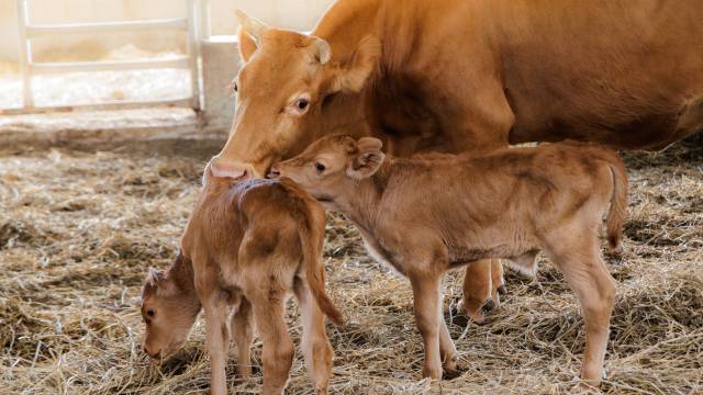 해당 어미 소는 지난 2022년 암송아지 세쌍둥이, 2023년 암송아지 쌍둥이를 출산했으며 이번 출산까지 포함하면 세 차례 연속 쌍둥이 출산이다. 합천군 제공