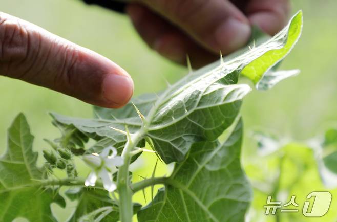 제주 서귀포시 안덕면 화순 곶자왈에 있는 왕도깨비가지.2025.9.5./뉴스1