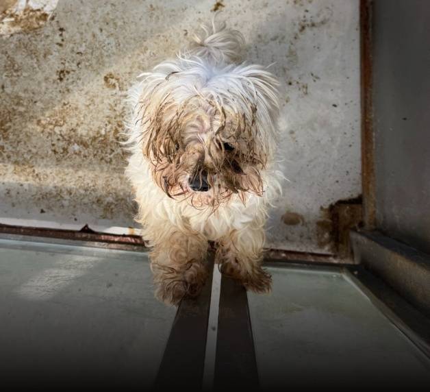 신종펫숍에 맡겨진 뒤 방치된 동물(동물자유연대 제공) ⓒ 뉴스1