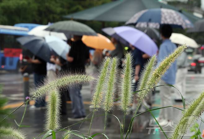 비가 내리고 있는 4일 오전 서울 광화문네거리에 피어난 수크령 뒤로 우산을 쓴 시민들이 지나고 있다. 2025.9.4/뉴스1 ⓒ News1 김진환 기자