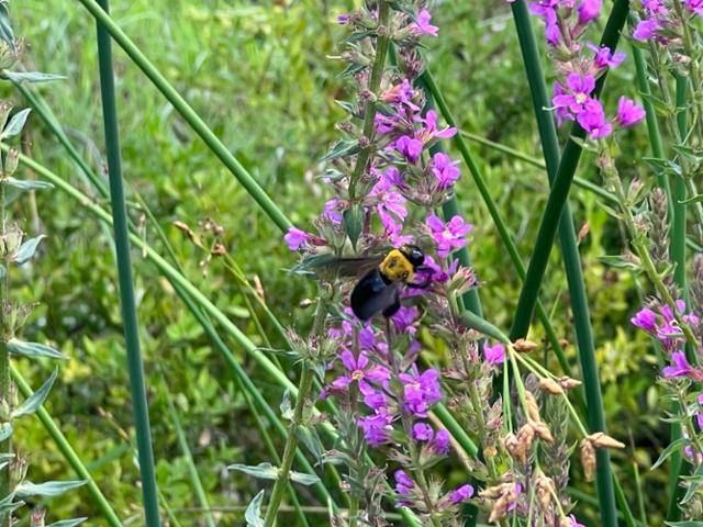 서울 용산구 이촌한강공원에 나타난 어리호박벌. 고은경 기자