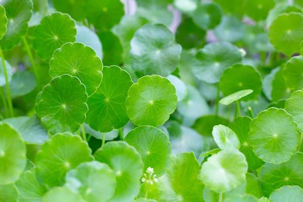 센텔라아시아티카 / 사진 = 게티이미지뱅크