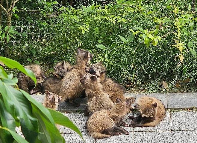 지난 6월 광주 광산구 장덕동 한 아파트 단지에서 발견된 새끼 너구리들/뉴스1