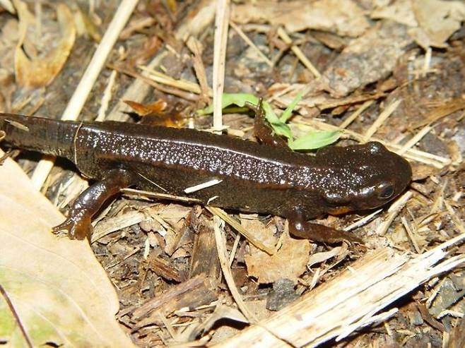 일본 아마미섬에서 서식하는 금가루도롱뇽(Cynops ensicauda). 최근 한 연구에서 이 속과 다른 여러 속의 멸종을 제시하며 인류 생존을 위협하는 대멸종의 일부라고 밝혔다. 그러나 이번 연구에서는 실제 금가루도롱뇽이 포함된 속은 전혀 멸종하지 않은 것으로 나타났다. 미국 애리조나대 제공