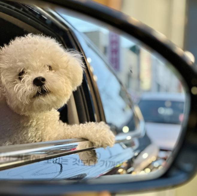 A 씨의 두 번째 반려견이 된 소망이(보호자 제공) ⓒ 뉴스1