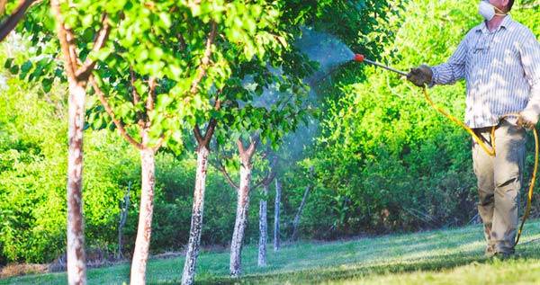 과거 흔히 사용됐던 살충제 성분이 태아 뇌 기능에 부정적인 영향을 줄 수 있다는 연구 결과가 나왔다./사진=게티이미지뱅크
