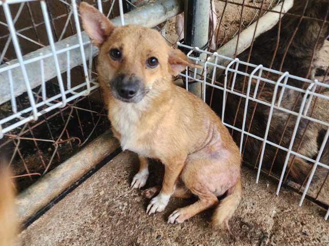 지난해 2월 전북 정읍시 보호소로 들어온 유기견이 그해 9월 동물용 의약품 개발사로 입양돼 안락사 된 뒤 카데바로 이용됐다는 의혹이 제기됐다. 사진은 개발사로 입양되기 전 보호소에서 생활하던 모습. 비글구조네트워크 제공