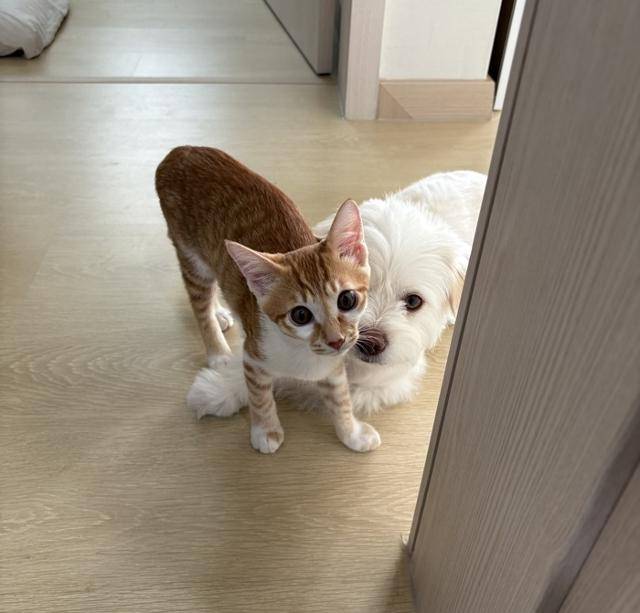 집사님 바쁘시겠다.. 일상이 모두 명장면