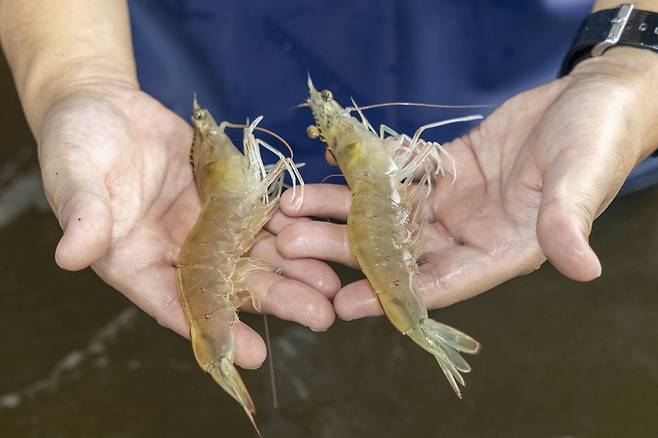 흰다리새우./칠곡군 제공