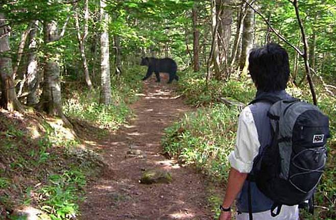 곰은 만나지 않는게 최선이고 만나면 스프레이 등으로 대응해야 한다. 일본 시레토코자연재단의 곰 퇴치요령 사진.