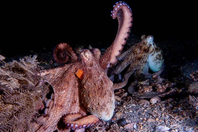 짝짓기 중인 아메리카문어(학명 Octopus americanus) 한 쌍. 한 개체가 팔을 치켜들고 있다. Chelsea Bennice 제공