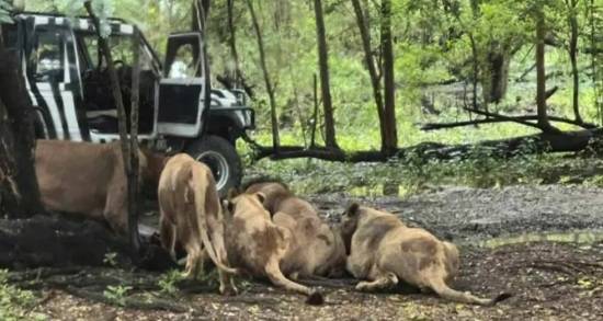 태국 방콕의 한 동물원에서 사육사가 관람객들이 지켜보는 가운데 사자 무리의 공격을 받아 숨지는 충격적인 사고가 발생했다. 사진=엑스 캡쳐
