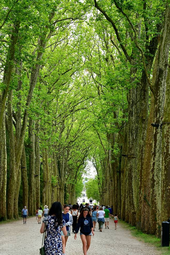 슈농소성 진입로 그랑드 알레.