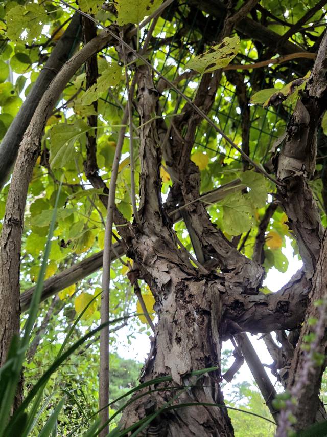 높은 나뭇가지를 타고 올라가는 다래나무 줄기.