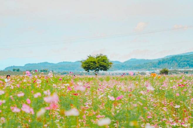 경산 하양경관농업단지에서는 금호강을 따라 드넓게 펼쳐진 꽃밭이 힐링을 선사한다. /사진=한국관광공사