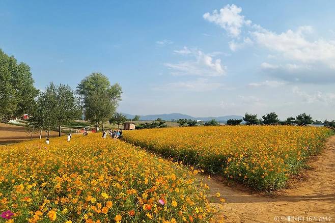 안성 팜랜드의 황화 코스모스. /사진=한국관광공사
