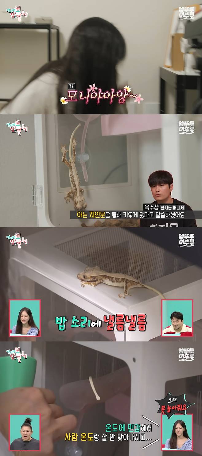 이날 반려 도마뱀을 소개한 한지은. ‘전참시’ 유튜브 캡처