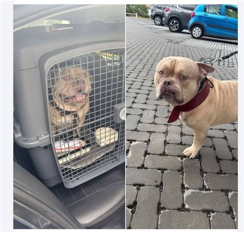 공항서 유기된 아메리칸불리(벨기에 동물보호소 SRPA 베웨이드 페이스북 계정) / 연합뉴스