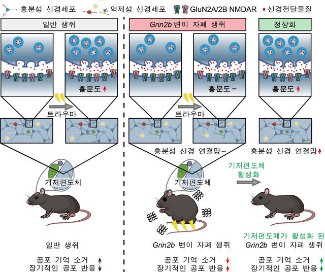 기저편도체 흥분성 신경세포 활성에 의해 조절되는 공포 기억의 소거 및 장기 공포 반응 개념도. IBS 제공.