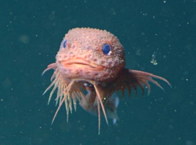 지난 2019년 미국 캘리포니아주 인근 심해 몬터레이 캐년에서 발견된 신종 꼼치 '카레프로크투스 콜리쿨리'(Careproctus colliculi). 사진=MBARI