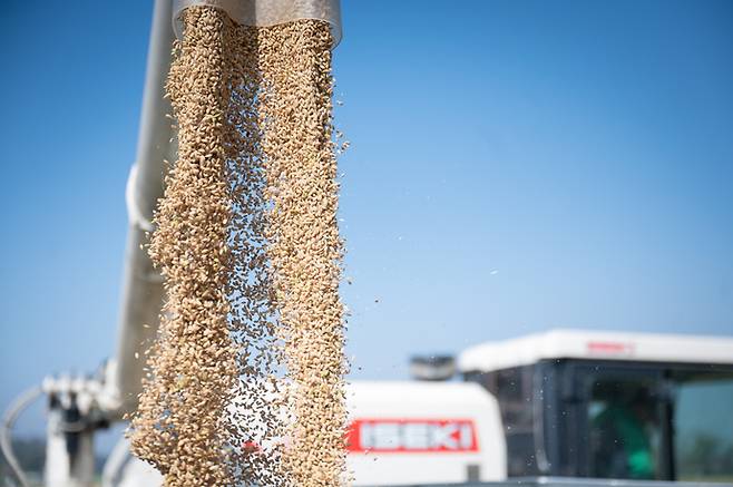 대왕님표 여주쌀의 수확 현장 모습. 콤바인이 수확한 벼를 쏟아내고 있다. 사진=여주시청