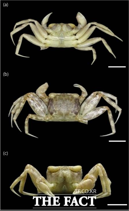 꼬마유령달랑게 /인하대학교