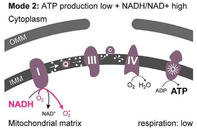 초파리 수면 조절 신경회로에 있는 뉴런의 미토콘드리아는 깨어 있을 때 나온 방황하는 전자에서 활성산소가 만들어지도록 해서 수면압력 신호를 내보낸다. 깨어 있는 시간이 길수록 아데노신 삼인산(ATP)을 덜 만들어 미토콘드리아 내막(IMM)에 갈 곳을 잃은 전자(흰 점)가 쌓이며 활성산소(O₂-)가 많이 만들어지고 그 결과 신호도 강해진다. ‘신경생물학 최신 견해’ 제공