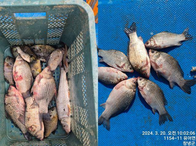 낙동강 하류에서 민물고기를 잡는 어민 류인창씨가 지난해 봄 잡아올린 물고기들 사진. 류씨는 "물고기가 매끈해야 하는데 부스럼 난 것처럼 울긋불긋했다"며 수질 악화로 어민들의 생계가 어려워졌다고 토로했다. 팔 수 없는 상태의 민물고기만 잡히다 보니, 강준치나 외래종 등 정부가 생태계 보전을 위해 수매하는 어종을 잡는 것 외엔 방법이 없다고 한다. 류씨 제공