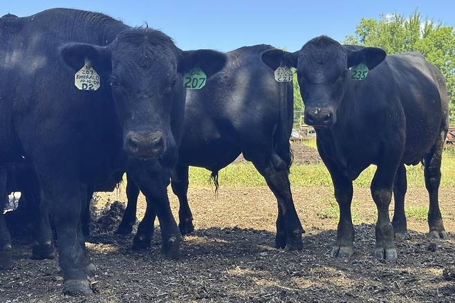 이해를 돕기 위한 사진. (출처=AP/뉴시스)