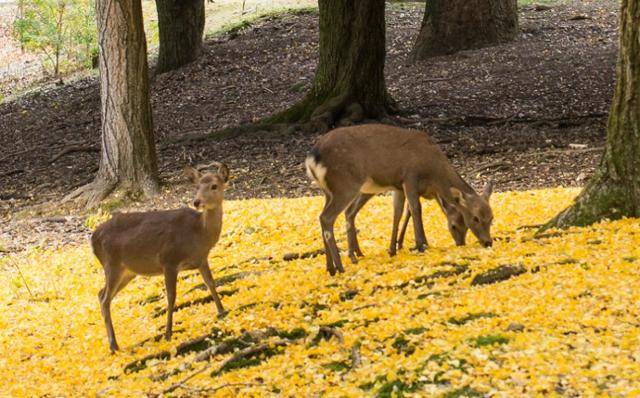 사슴들이 일본 나라현 나라공원에서 한가롭게 하루를 보내고 있다. 나라공원 사슴은 일본 천연기념물이다. 나라공원 홈페이지 캡처