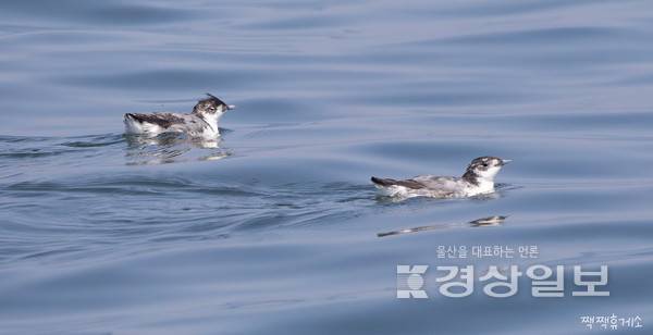 울산 방어진 앞바다에서 포착된 국제보호조류인 붉은발슴새. 홍승민 짹짹휴게소 대표 제공