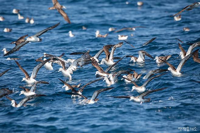 울산 앞바다에서 관찰된 슴새 무리. 울산짹짹휴게소 제공