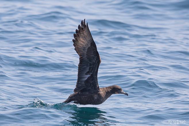 울산 앞바다에서 발견된 붉은발슴새. 울산짹짹휴게소 제공