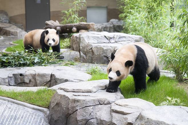 국내에서 태어난 최초의 쌍둥이 판다인 루이바오와 후이바오를 위한 새로운 보금자리가 다음달 3일 에버랜드에 문을 연다. 사진은 루이바오(오른쪽)와 후이바오가 '판다 세컨하우스'에서 지내는 모습. 삼성에버랜드