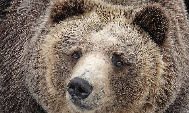 홋카이도 노보리베츠 곰 공원의 곰 모습. 사진은 기사 내용과 직접적 관련 없음. 게티이미지뱅크