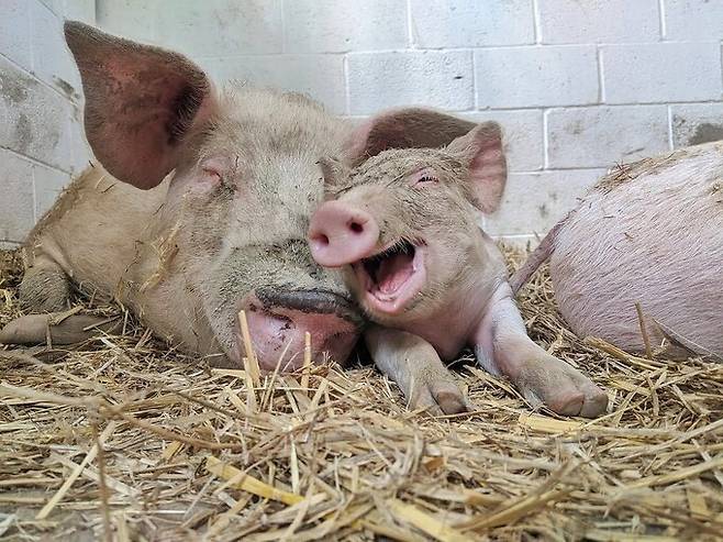 2021년 영국 노팅엄주의 한 농장에서 탈출했다가 임신한 상태로 구조된 돼지 ‘마틸다’와 그가 낳은 새끼 돼지의 모습. 현재 윈터스가 공동 설립한 ‘서지 생크추어리’에서 지내고 있다. 서지생크추어리 제공