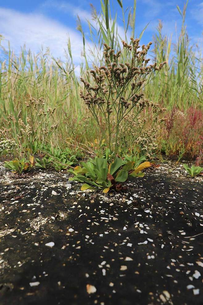 전라북도 새만금신공항 예정 부지에 서식중인 염생식물. ⓒ제주의소리
