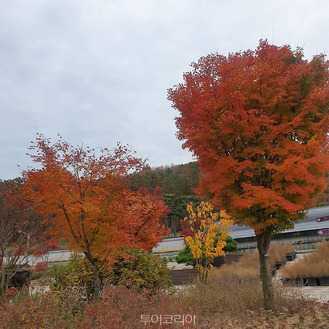 바다향기수목원 단풍 /사진-경기도