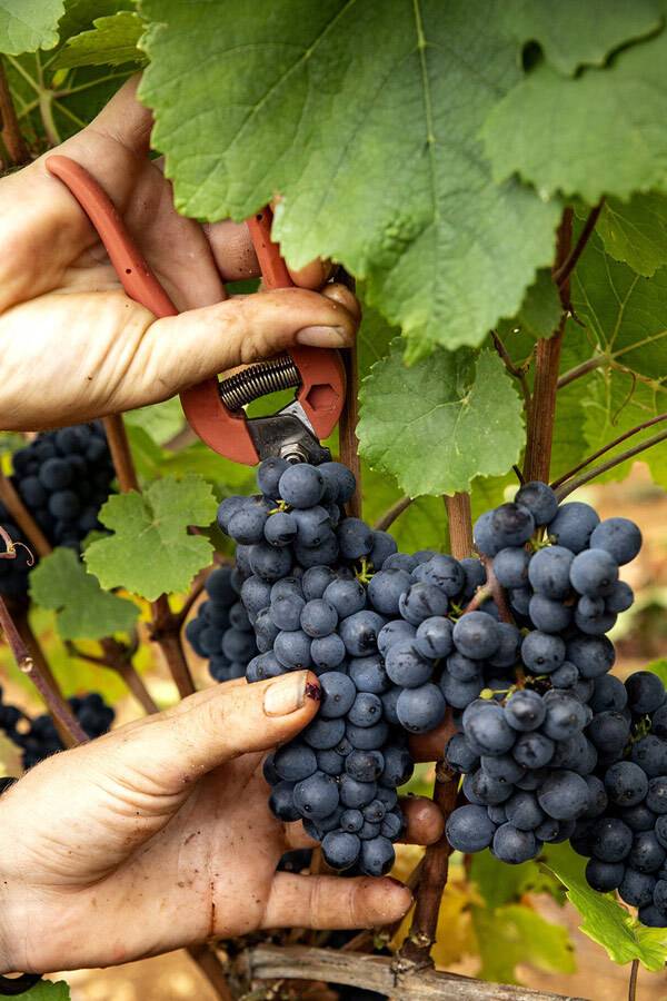 피노누아. 홈페이지