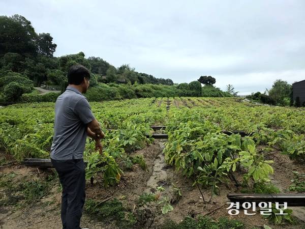 여주에서 인삼을 키우고 있는 권혁삼 씨가 수확을 앞두고 있는 6년근 인삼밭을 보여주고 있다. 2025.10.2 /구민주기자 kumj@kyeongin.com