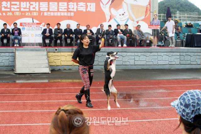▲ ‘반려견과의 동행’ 홍천 FCI 국제 도그쇼·반려동물 문화축제 성료