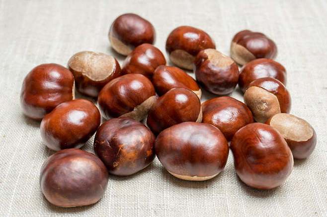 가을은 결실의 계절이지만, 자연에서 얻은 모든 열매가 먹을 수 있는 것은 아니다. 게티이미지뱅크