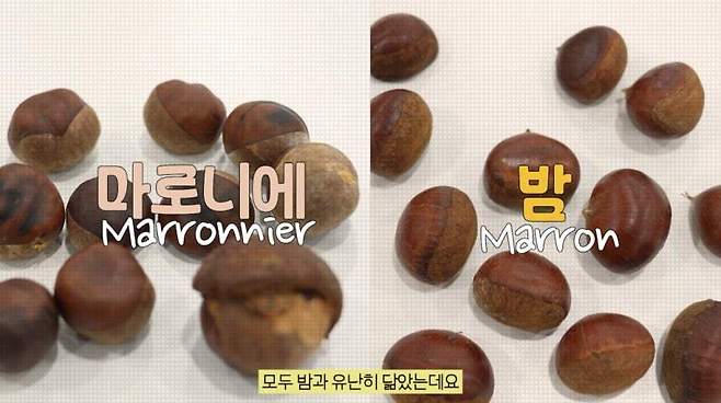 자연 열매는 함부로 먹지 말고, 특히 아이들과 산책할 때는 더욱 주의를 기울여야 한다. 식약처 갈무리