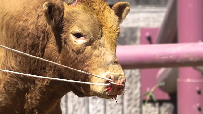 창녕 민속대회에서 한 소가 살코가 연결된 부위에서 피를 흘리고 있다. 동물해방물결·동물을위한마지막희망(LCA) 제공