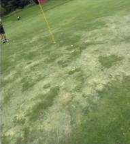 뷰익 LPGA 상하이 대회가 열리고 있는 치중 가든 골프클럽의 그린. SNS 캡처